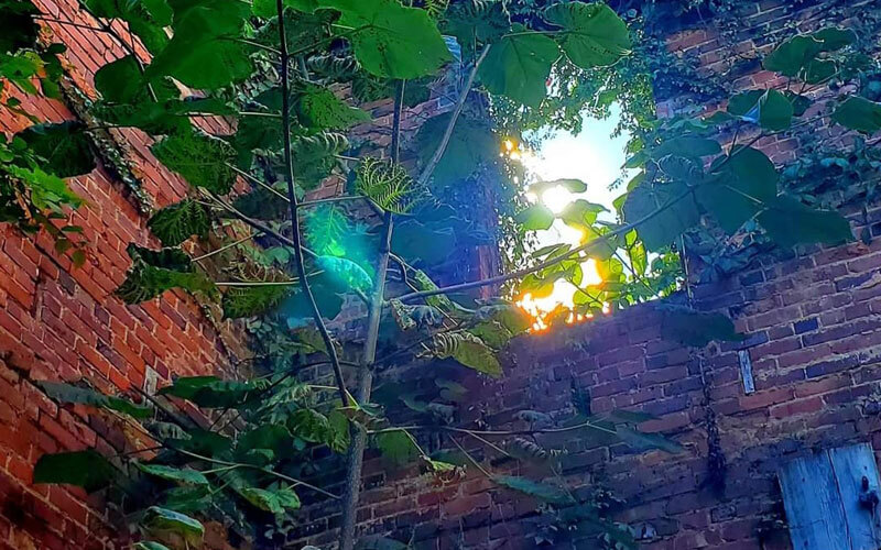 Brick Wall Plants